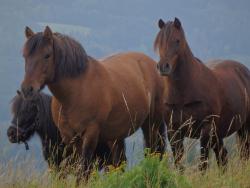 28-oddil-skautek-ctveraci-mustang-drakiada-s-27-oddilem-07